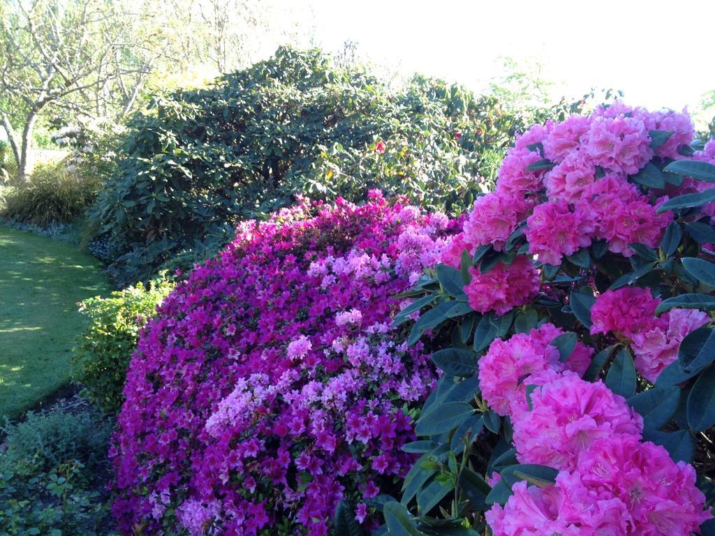 Rhododendron Garden Hotel Christchurch Quarto foto